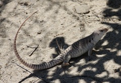 Dipsosaurus dorsalis