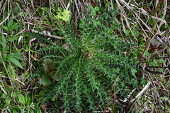 Cirsium arisanense
