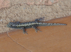 Lygodactylus
