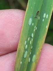 Thripsaphis foxtonensis