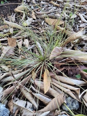 Tillandsia bartramii