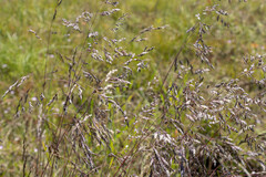 Poa labillardierei