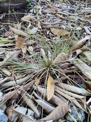 Tillandsia bartramii