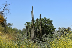Trichocereus chiloensis