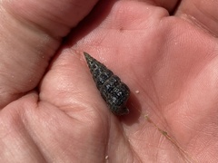 Cerithideopsis californica