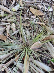 Tillandsia bartramii
