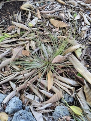 Tillandsia bartramii