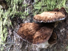 Ischnoderma benzoinum