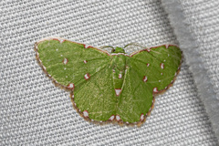 Argyrocosma inductaria