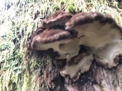 Ischnoderma benzoinum