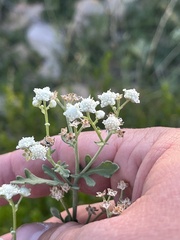 Parthenium confertum
