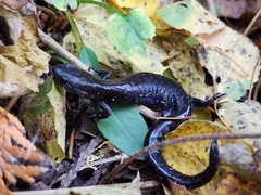 Ambystoma