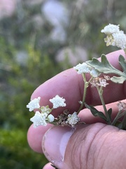 Parthenium confertum