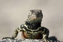 Microlophus indefatigabilis