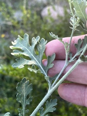 Parthenium confertum