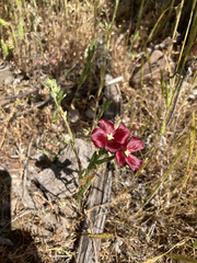Clarkia tenella