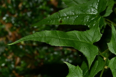 Parasenecio nokoensis