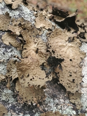 Lasallia pensylvanica