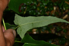 Parasenecio nokoensis