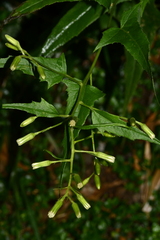 Parasenecio nokoensis