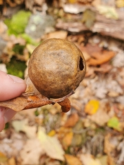 Amphibolips confluenta