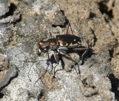 Microthylax sinaloae