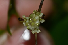 Parasenecio nokoensis