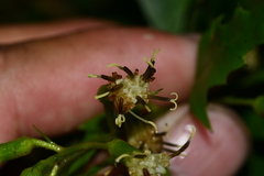 Parasenecio nokoensis