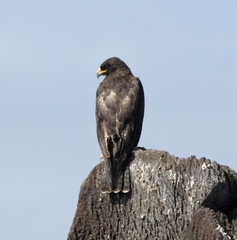 Buteo galapagoensis
