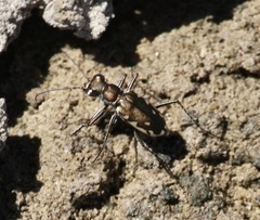 Microthylax sinaloae