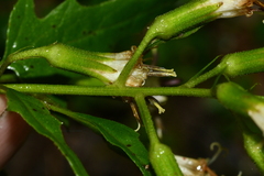 Parasenecio nokoensis
