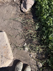 Paspalum distichum