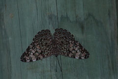 Hamadryas feronia farinulenta