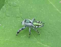Paraphidippus