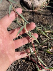 Paspalum distichum