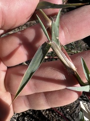 Paspalum distichum
