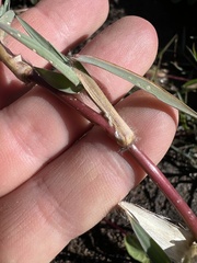 Paspalum distichum