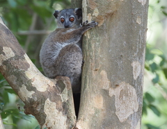 Lepilemur leucopus