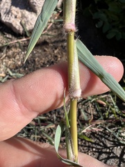 Paspalum distichum