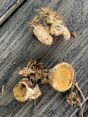 Tapinella panuoides