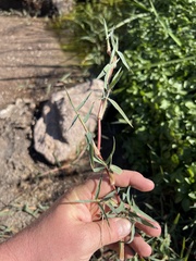 Paspalum distichum