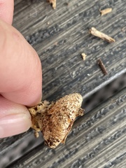 Tapinella panuoides