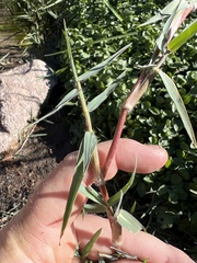 Paspalum distichum