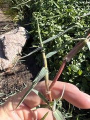 Paspalum distichum