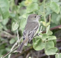 Myiarchus magnirostris