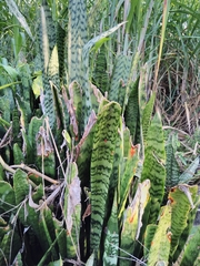 Sansevieria trifasciata