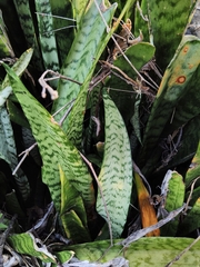 Sansevieria trifasciata
