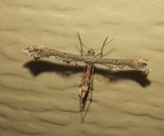 Lantanophaga pusillidactylus