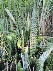 Sansevieria trifasciata