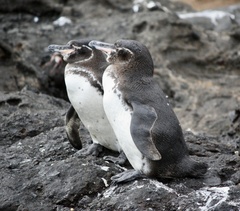 Spheniscus mendiculus